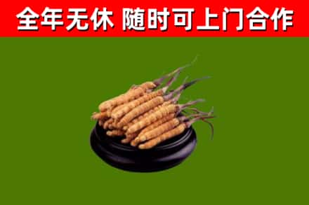 和田烟酒回收冬虫夏草.jpg